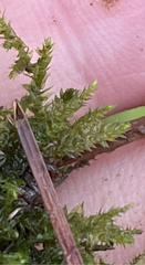 Rhynchostegium
