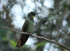 Heliodoxa rubricauda