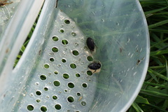 Agabinae