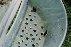 Agabinae