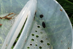 Agabinae