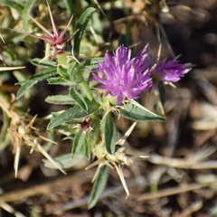 Centaurea calcitrapa