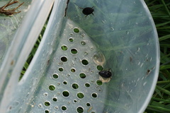 Agabinae