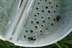 Agabinae