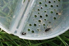 Agabinae
