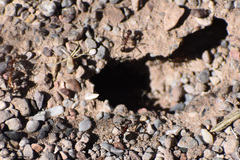 Novomessor albisetosus
