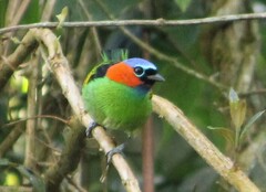 Tangara cyanocephala