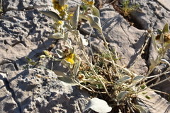 Pentanema verbascifolium