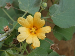 Sida fallax