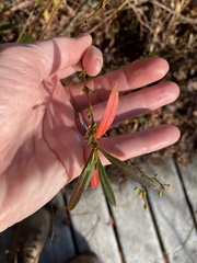 Hypericum densiflorum