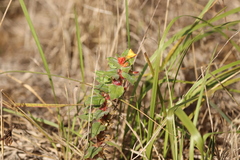 Camissoniopsis