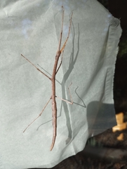 Megaphasma denticrus