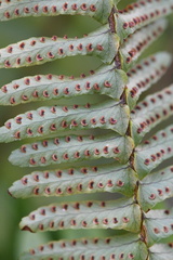 Nephrolepis exaltata
