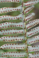 Nephrolepis exaltata