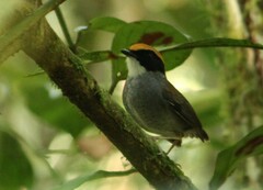 Conopophaga melanops