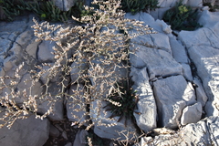 Limonium subanfractum