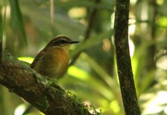 Conopophaga melanops
