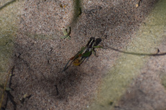 Phaedrotettix