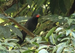 Saltator fuliginosus