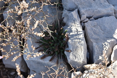 Limonium subanfractum
