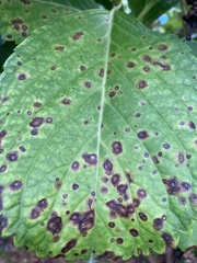 Cercospora moricola