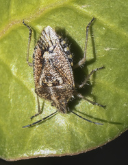 Agonoscelis puberula