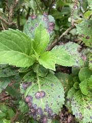 Cercospora moricola