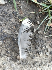 Leucophaeus pipixcan