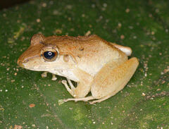 Craugastor fitzingeri