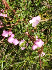 Boronia microphylla