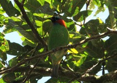 Tangara cyanocephala