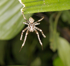 Eriophora
