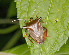 Peromatus