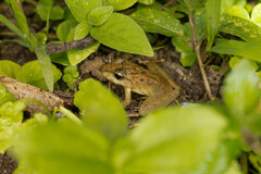 Pristimantis cruentus