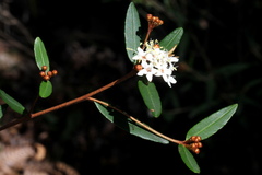 Phebalium woombye
