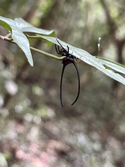 Macracantha arcuata
