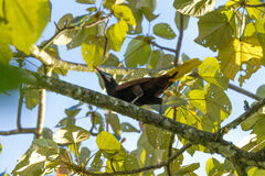 Psarocolius montezuma