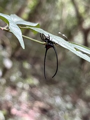 Macracantha arcuata