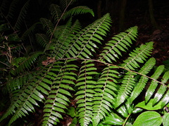 Cyathea surinamensis