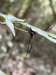 Macracantha arcuata