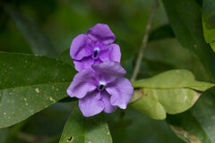 Brunfelsia