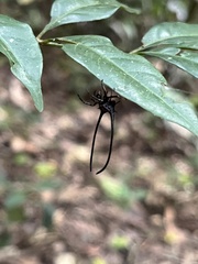 Macracantha arcuata