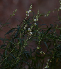 Monnina dictyocarpa