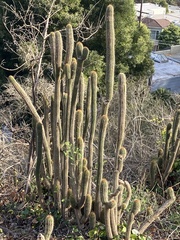 Nyctocereus serpentinus