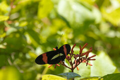 Heliconius melpomene