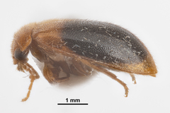 Prionocyphon discoideus