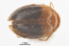 Prionocyphon discoideus