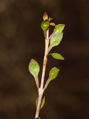 Coprosma virescens