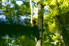 Campephilus guatemalensis