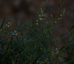 Monnina dictyocarpa
